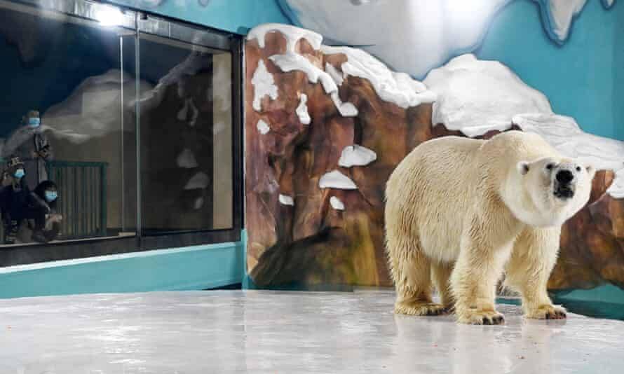 Polar bears in the hotel. Polar bears in the hotel.