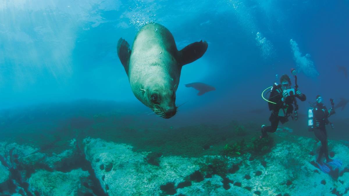 Diving with seals off Montague Island. Picture: Tony Brown, Destination NSW Diving with seals off Montague Island. Picture: Tony Brown, Destination NSW