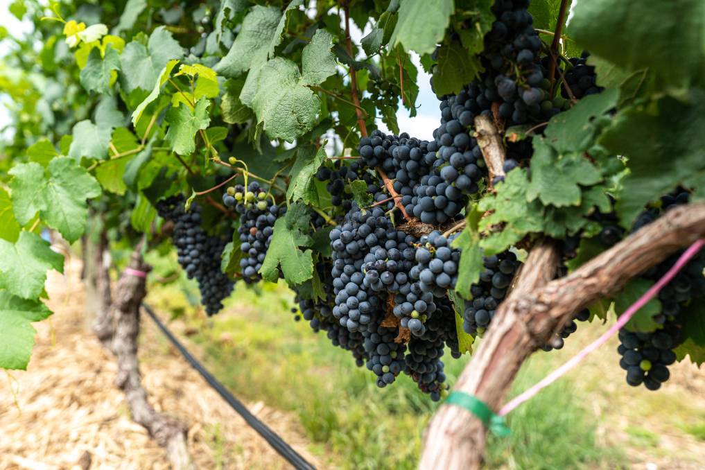 The Granite Belt relies on alternative wine varieties that each represent less than one per cent of Australia’s vines.