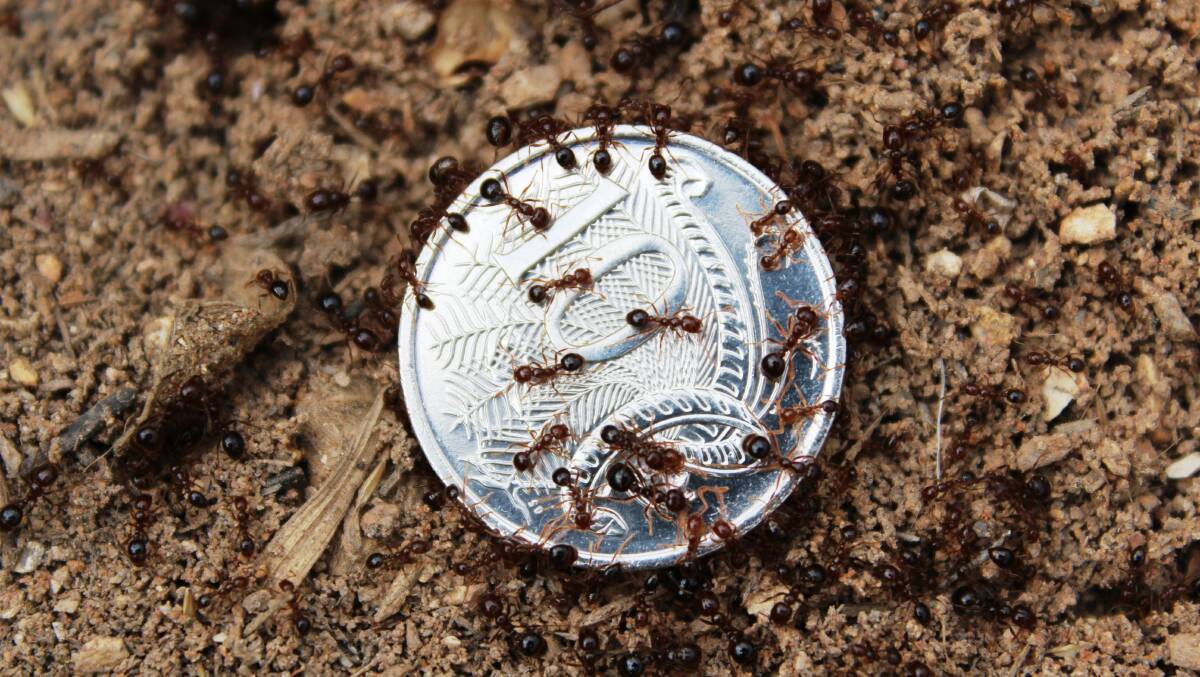 PESTS: Fire ants on an Australian ten cent coin. Photo: Department of Agriculture and Fisheries
