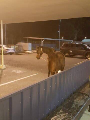 The horse, pictured at the Logan Central police station.