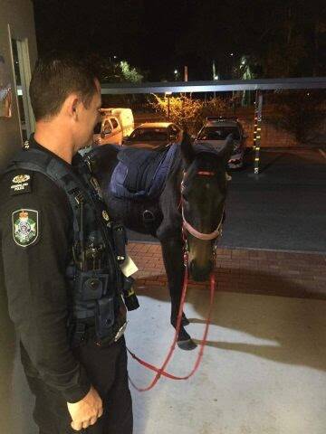 WOMAN CHARGED: The spokesperson said the horse was walked to the Logan Central police station before it was taken to a Marsden address by council workers.