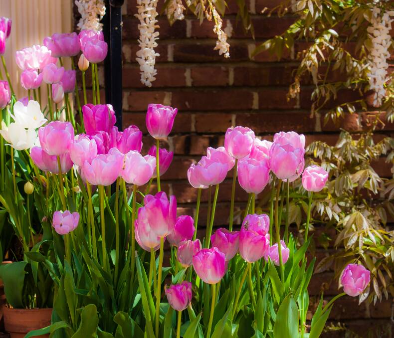 Pretty in pink: Tulips create a real show, but remember to fake a cool climate by popping them into the fridge for about 4 to 6 weeks before planting. 