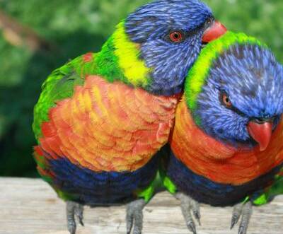 SCRATCH ME: Two cute rainbow lorikeets, commonly seen in Queensland, get up close and personal.