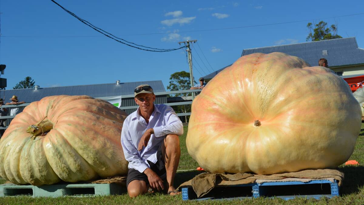Who can beat Dale Oliver with his Atlantic giant pumpkins grown for the Kyogle Pumpkin Show. 