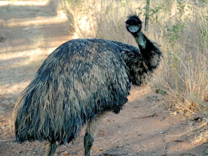 An outback pub in Queeensland has banned emus Kevin and Carol.