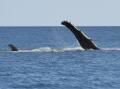 Am Australian study has found humpback whale numbers dropped by 20 per cent from 2012 to 2021. (Dan Peled/AAP PHOTOS)