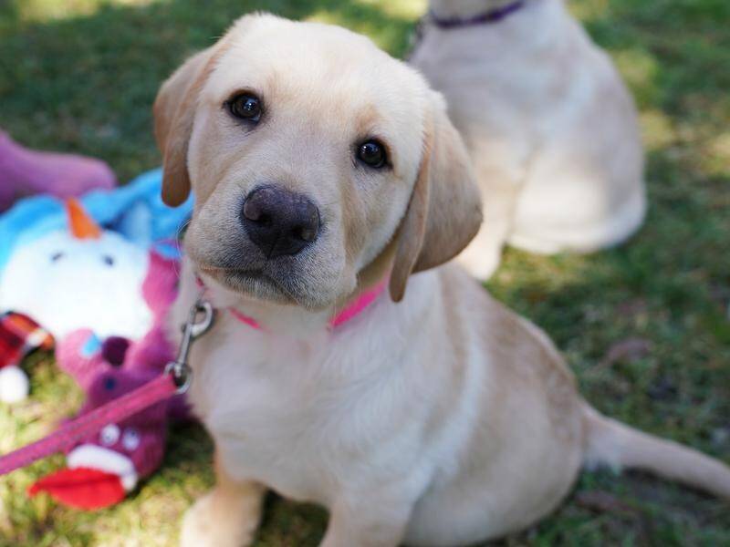 New puppies and working pooches will take a video call to celebrate International Guide Dog Day.