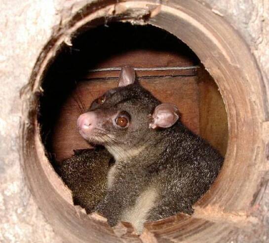 A brushtail possum make his home in a nest box. Photo by Hollow Log Homes.