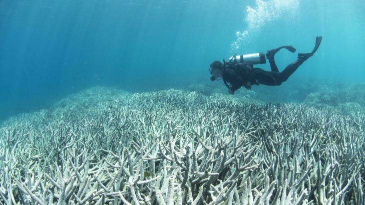 A diver checks out the Barrier Reef coral bleaching at Heron Island in February. Photo: XL Catlin Seaview Survey