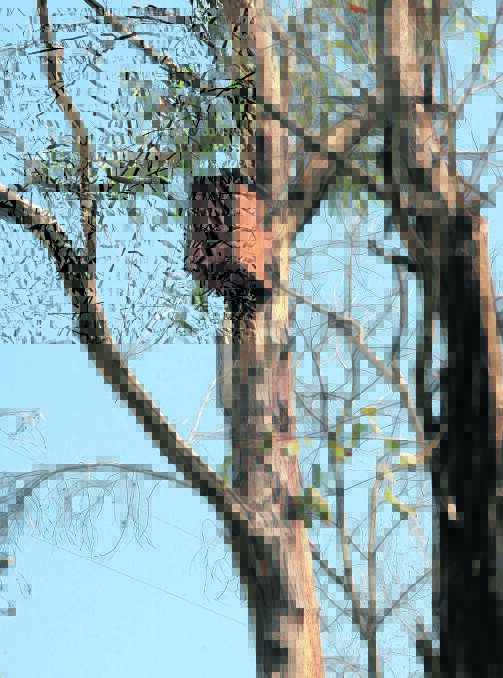 Energex is installing more than 300 nest boxes in the Logan Village and Jimboomba area. Photo by Dane Beesley.