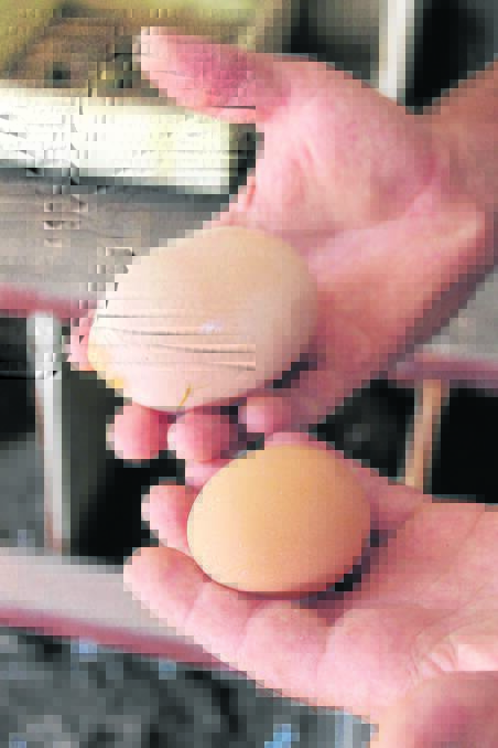 The egg is much larger than a regular  
chicken egg.