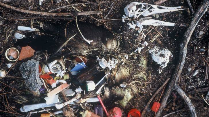Half of all marine bird species have been found to ingest plastic. Photo: CSIRO