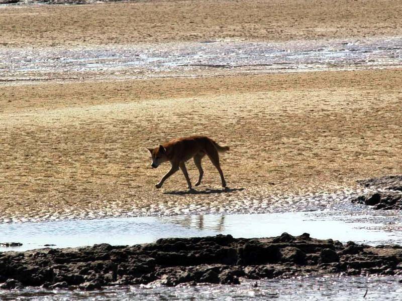 A nine-year-old boy has injuries to his leg after being bitten by a young dingo on Fraser Island.