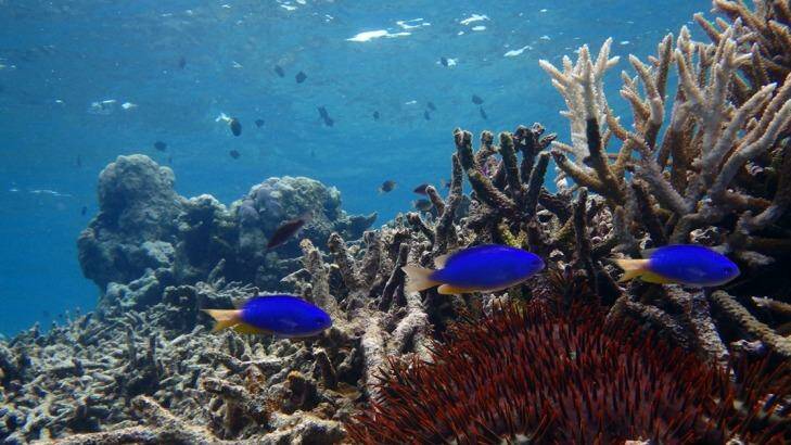 Damselfish in a degraded habitat in the northern part of the Great Barrier Reef. Photo: Supplied