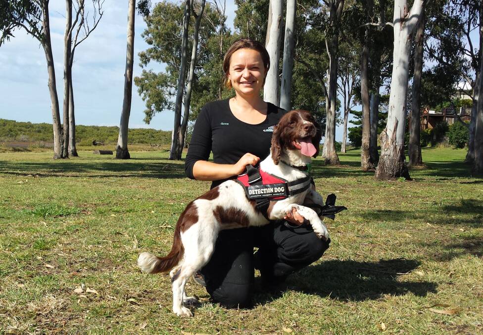 Council's koala scat detection dog Taz with owner and trainer Olivia Woosnam.