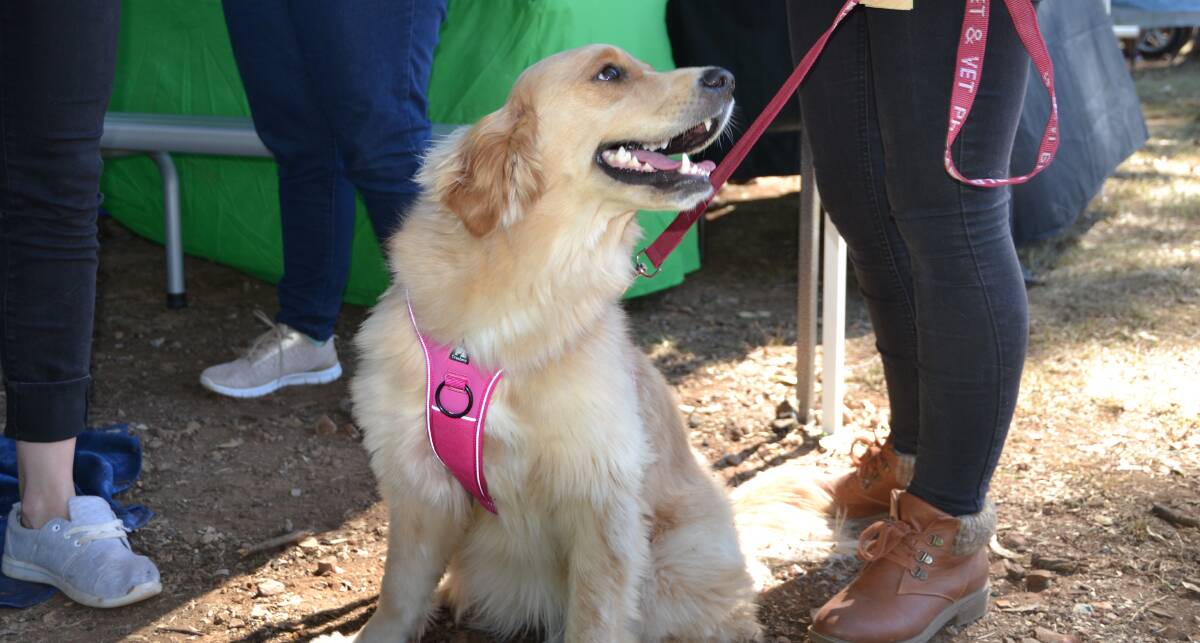 Hundreds tuned out to the annual Happiness and Hippiness Fair at Woodhill Hall on Saturday, May 12. The annual event is a fundraiser for ABC Rescue, which takes in rescue dogs, nurses them back to health and finds them homes.  Photos: Supplied