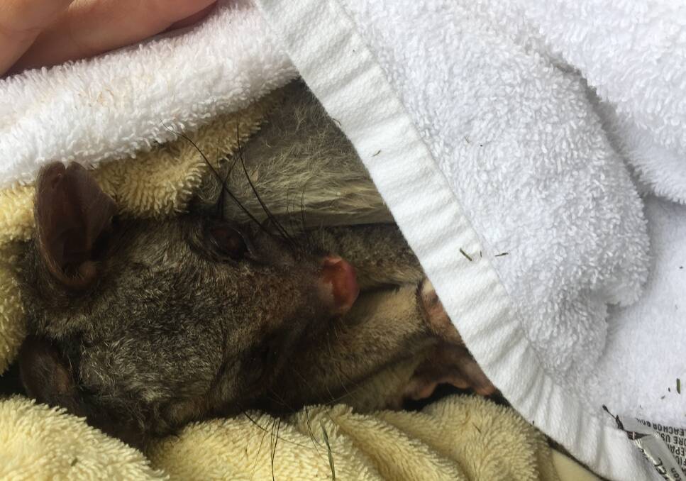 HAPPY ENDING: An exhausted Nutty the possum gets comfy post rescue. Photo: Supplied