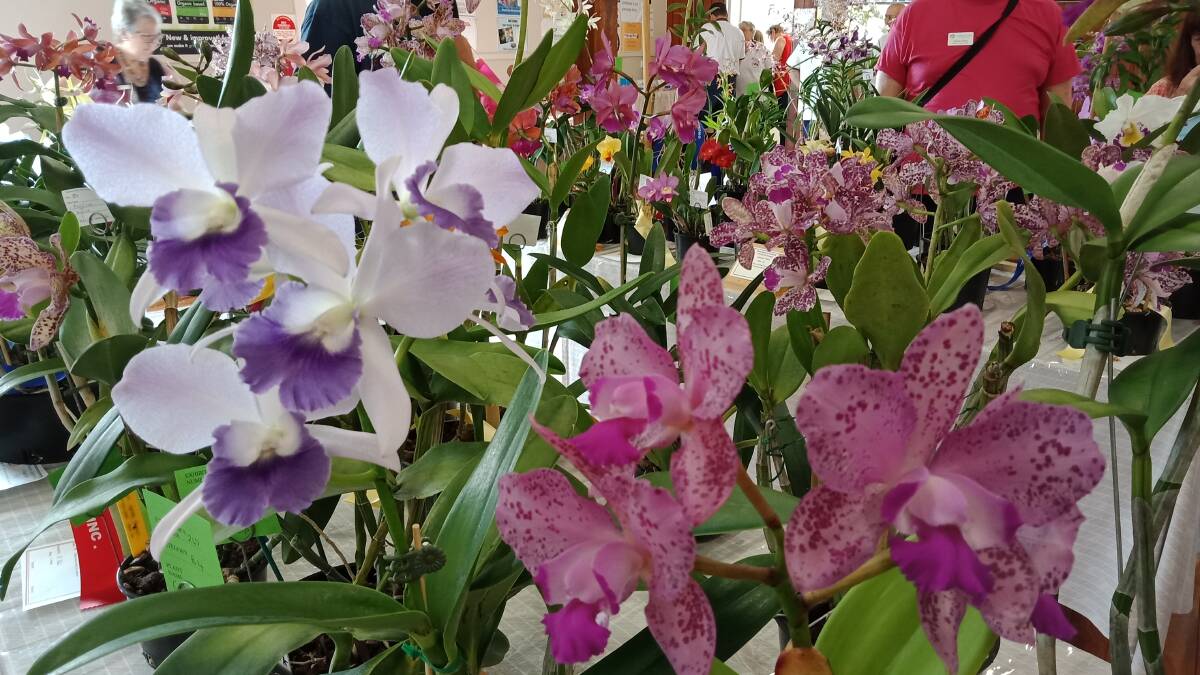 Some of the blooms on show at Beaudesert Districts Orchid and Foliage Autumn Show on the weekend. Photos: Lisa SImmons