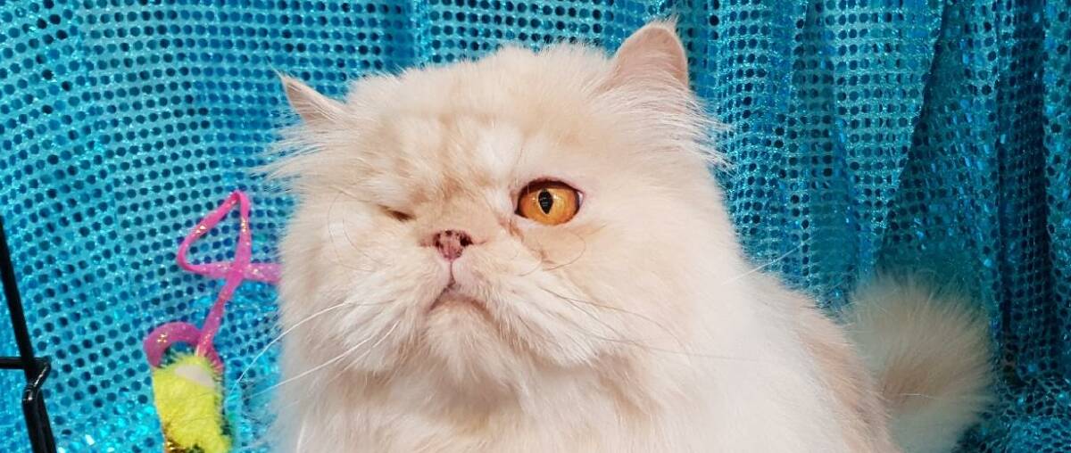 Marble the one-eyed Persian at the 2018 CCCA National Cat Show at Logan Metro Sports Centre.
