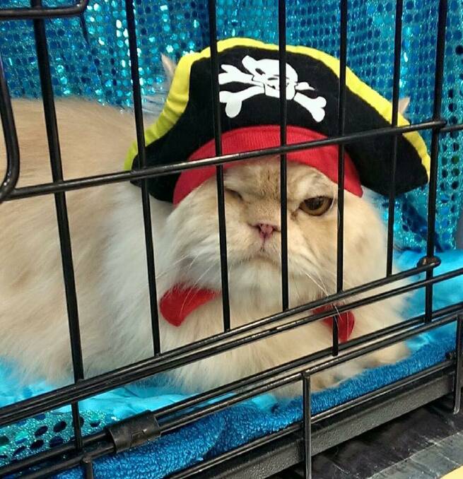 SIR PUSS: You won't see Marble dressed like this at the CCCA National Cat Show at Logan Metro Sports Centre, Browns Plains, continuing Sunday, July 22.