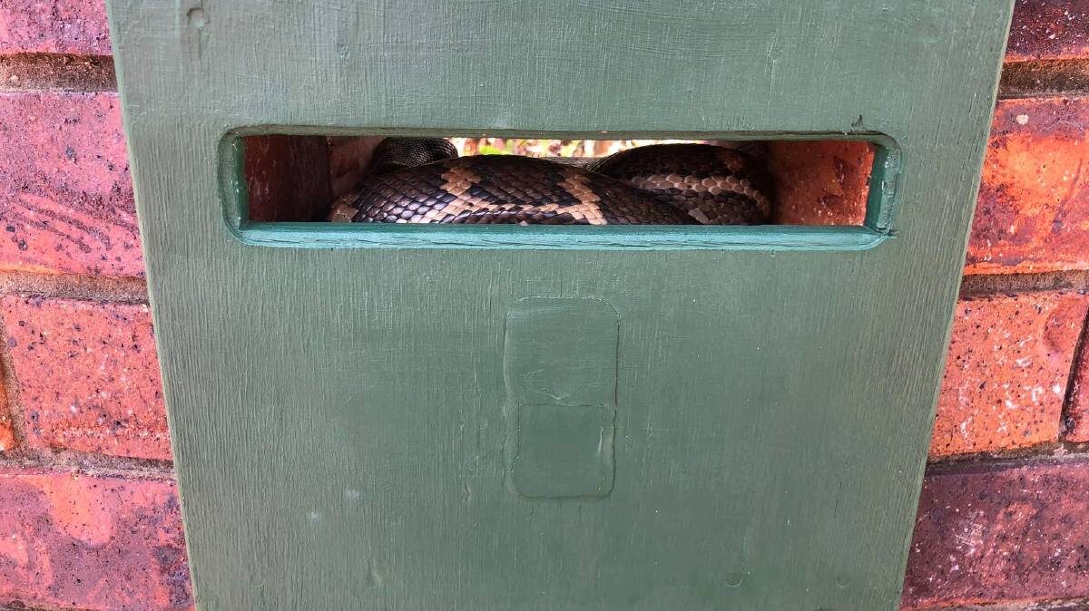 Letterssssss: A coastal carpet python found refuge in a Daisy Hill letterbox.