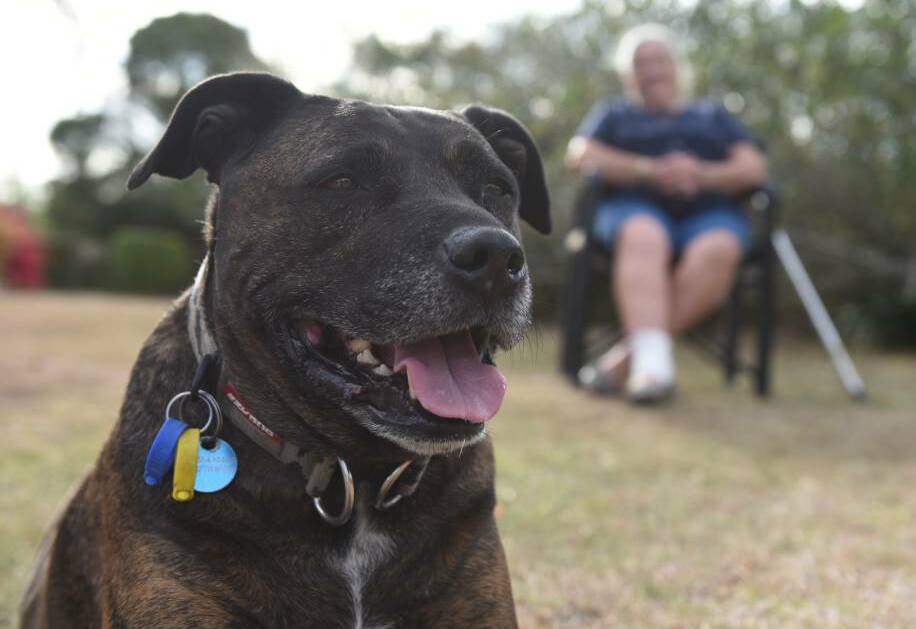 HERO: Cedar Grove dog Bomber saw off two deadly snakes to protect owner Donna James. 