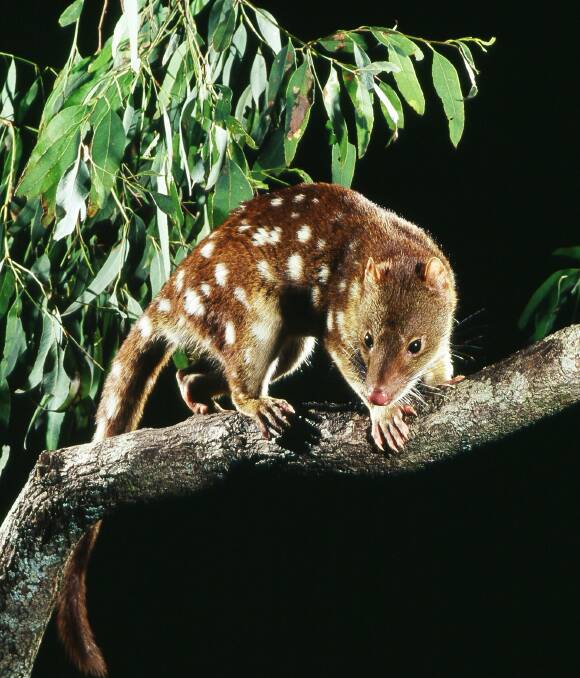 Declining: Spotted-tail quolls were once common in our bushland.