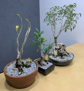Returned: A man has been reunited with his bonsai trees.
