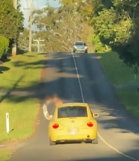 FINED: Passengers were filmed hanging out the windows of a moving car at Mount Tamborine.