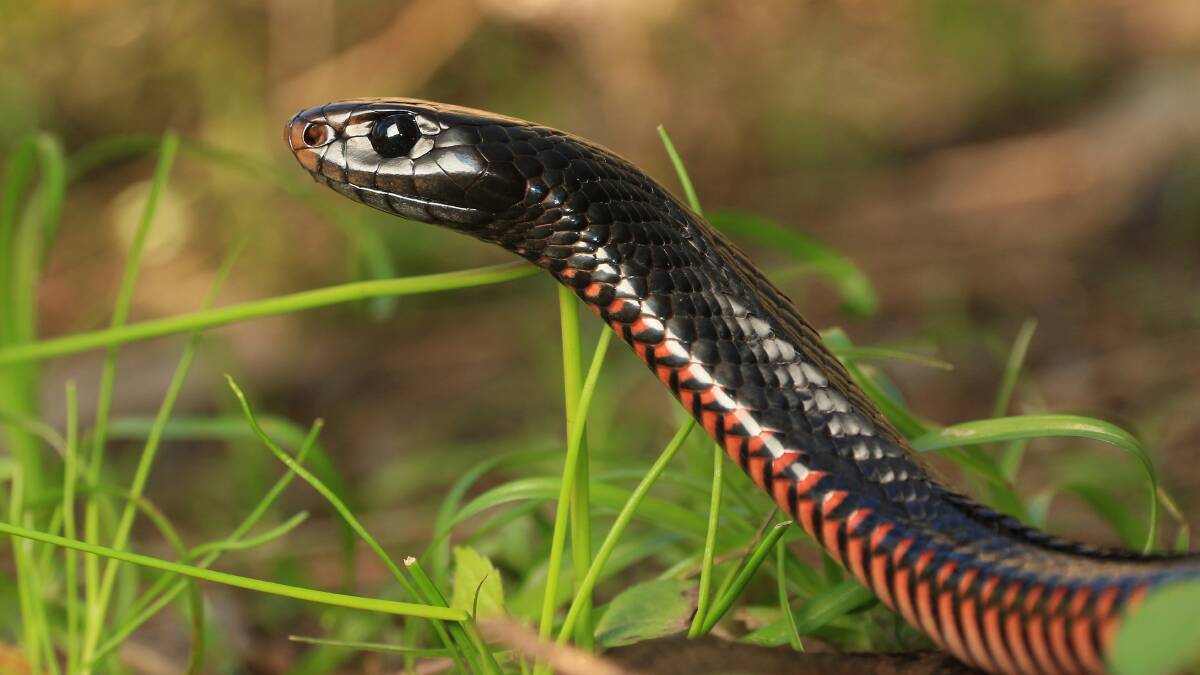 Out and about: Snakes like this red-bellied black are on the move in Logan. Photo: Gold Coast-South East Reptile Relocations.