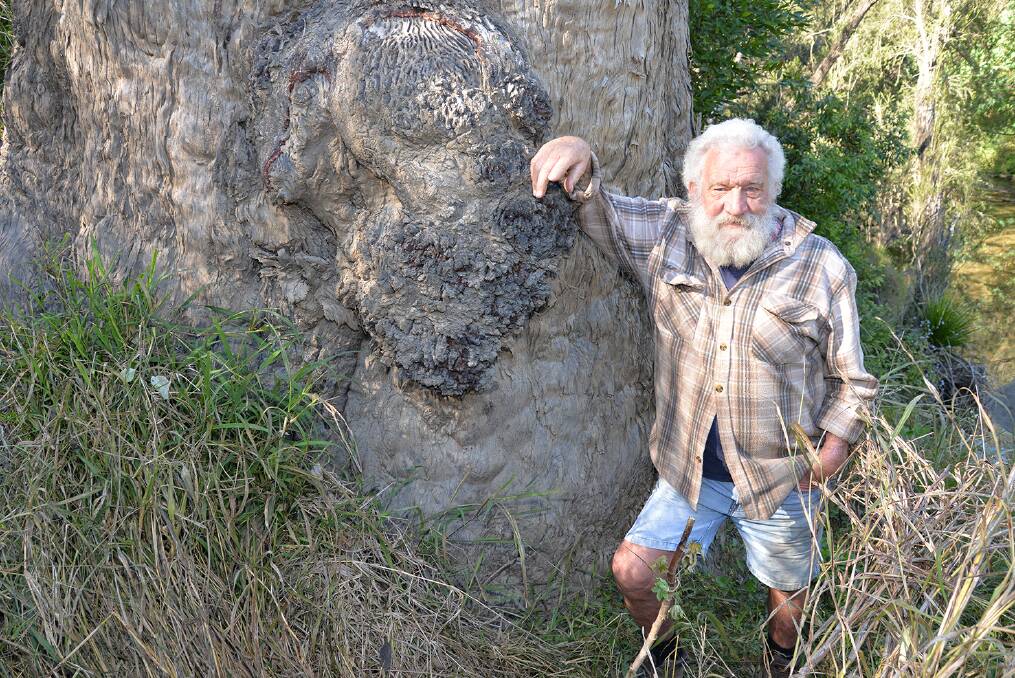 Oldest tree: Logans famous vintage eucalypt, the 378-year-old Gandalf is on the North Maclean property owned by John Howes.