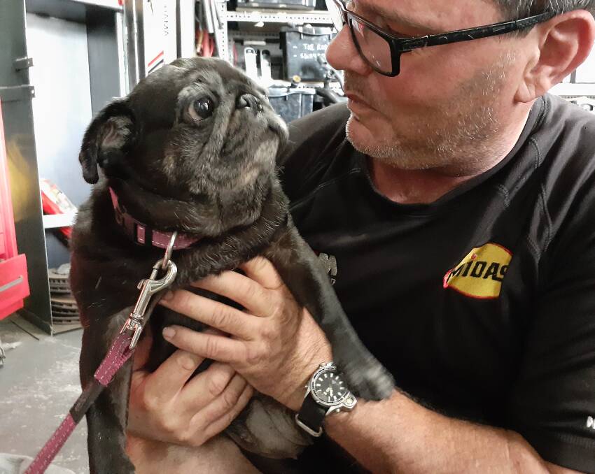 Furrever home: Dogs like Chopper can be re-homed thanks to funding from the Gambling Benefit Fund, which went to the Australian National K9 Rescue. 