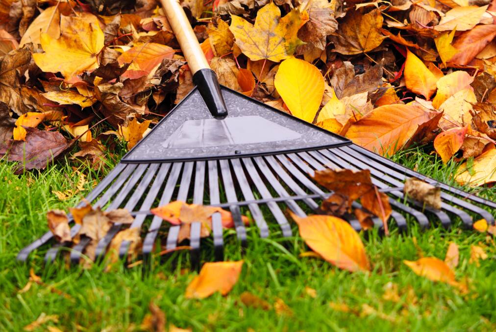 Rake the rewards: Clear fallen leaves from lawns so that the warmer air reaches grass and use for mulch on garden beds or add to the compost.  