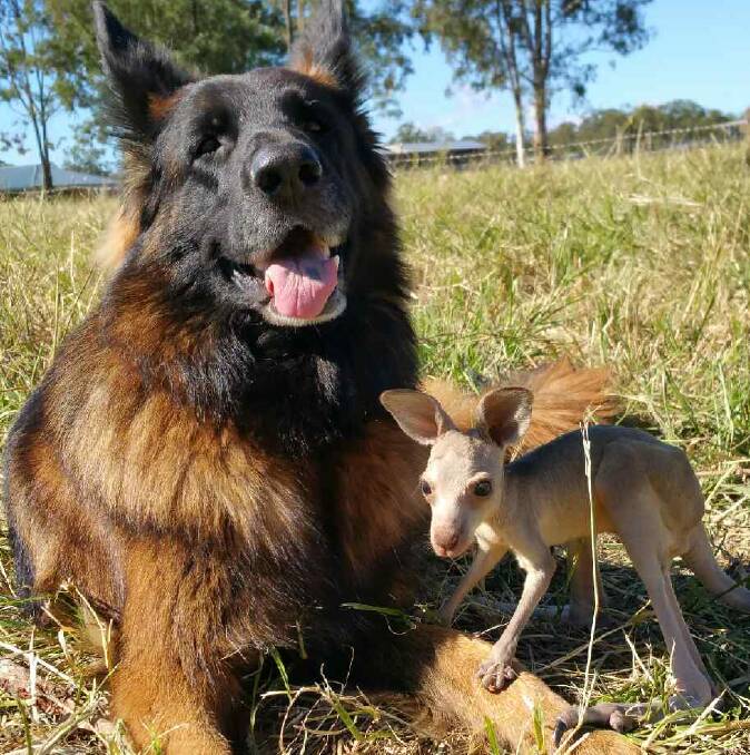 NURSE TRIXIE: German Shepherd mother Trixie took on maternal duties for an abandoned Eastern Grey kangaroo joey at Stockleigh. The joey is in wildlife care and has been named after its foster mother. Photo: Supplied