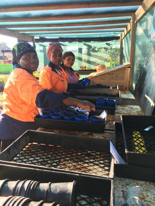 SEEDING WORK SKILLS: Trainees at Jimboomba Community Garden learning about horticulture and job resilience. Photo: Supplied