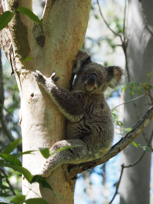 KOALA SPOTTING: Thermal-sensitive drones have been trialled as a means of identifying koalas in Logan City. Photo: Supplied