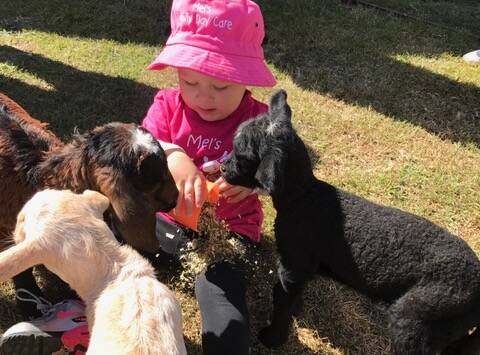HUNGRY HERD: Amity confidently handles the baby goats. Photo: Supplied