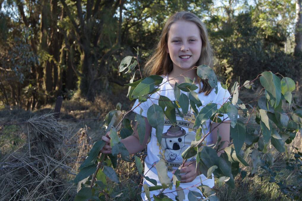 SURVIVAL: Hills International College student Elektra McMillan was shocked that her eucalyptus tree plantation was still standing after the floods. Photo: Georgina Bayly